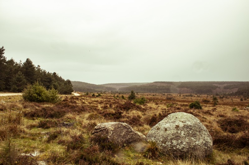 A lonely tree above the fog