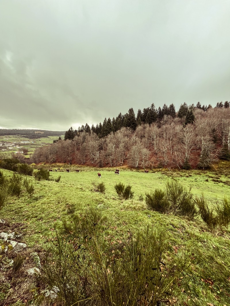 unHAbitant del'arbre